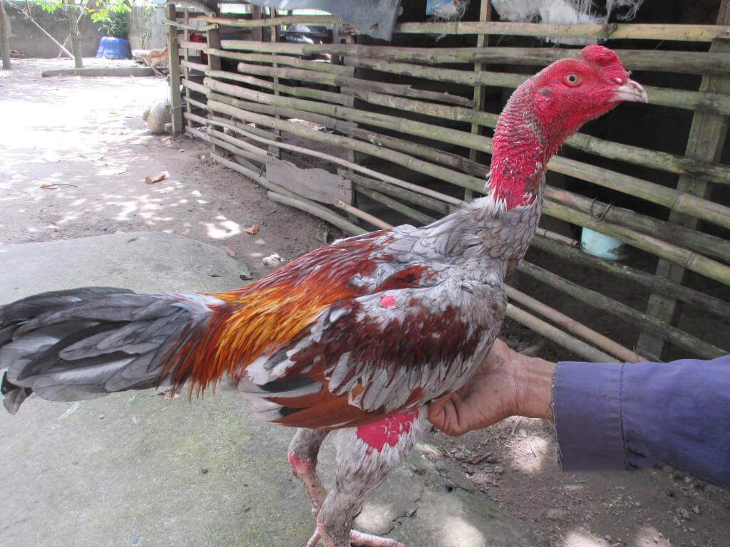 Cách chăm gà chọi chiến hiệu quả