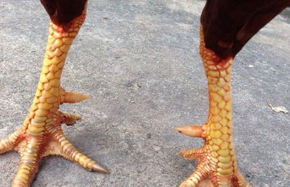 Các loại chân gà đá thường gặp