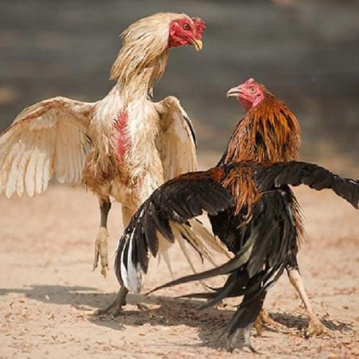 Kinh nghiệm chọn gà và sử dụng cựa sắt gà đá hiệu quả Kinh nghiệm chọn gà và sử dụng cựa sắt gà đá hiệu quả