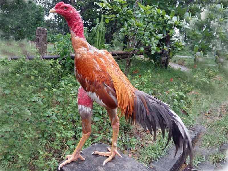 Gà chọi C1 là gì?
