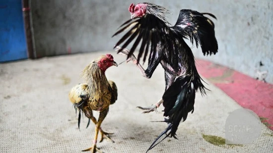 Tiêu chí chọn giống gà đá cựa sắt hay nhất